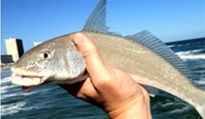 Whiting fish/ Panla