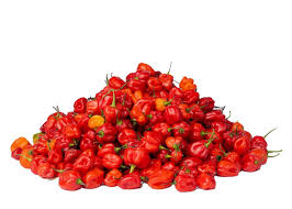 Hot Pepper/ Rodo/ uganda Pepper/scotchet bonnet