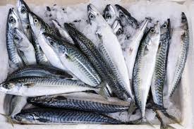 Mackerel