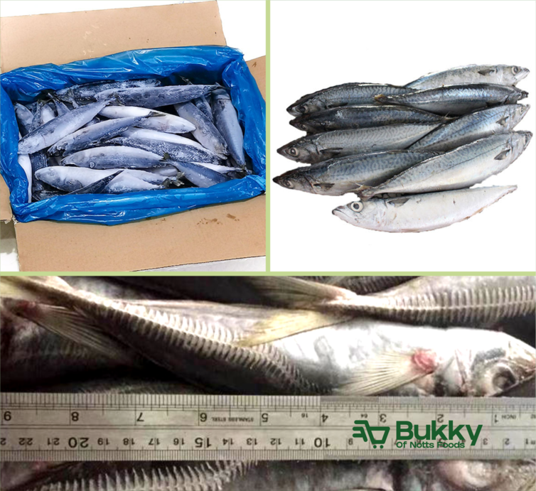 Chinese Mackerel