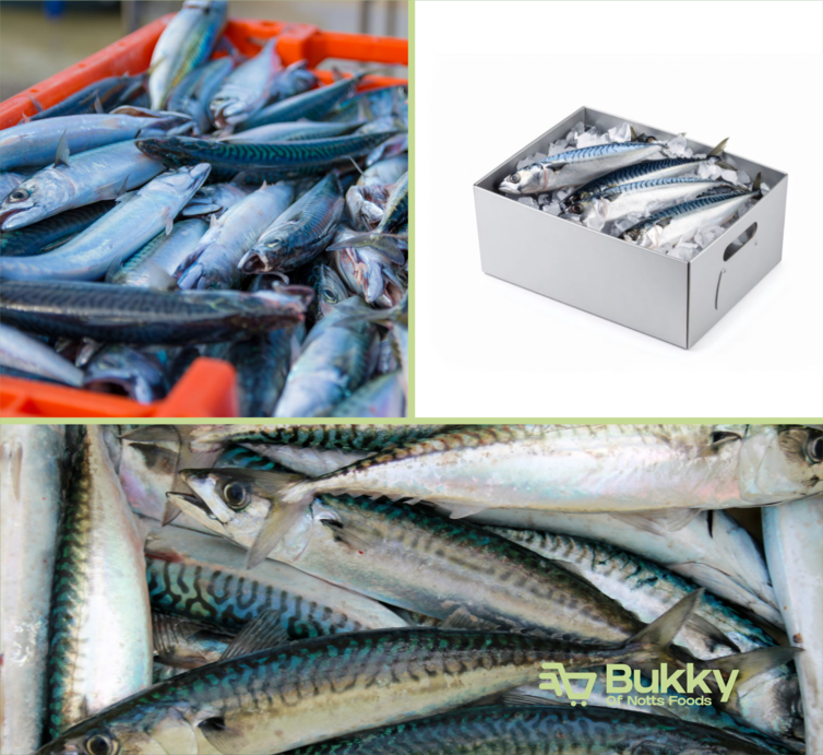 Horse mackerel/ kote