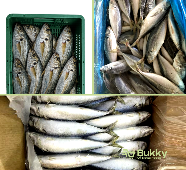 Mackerel