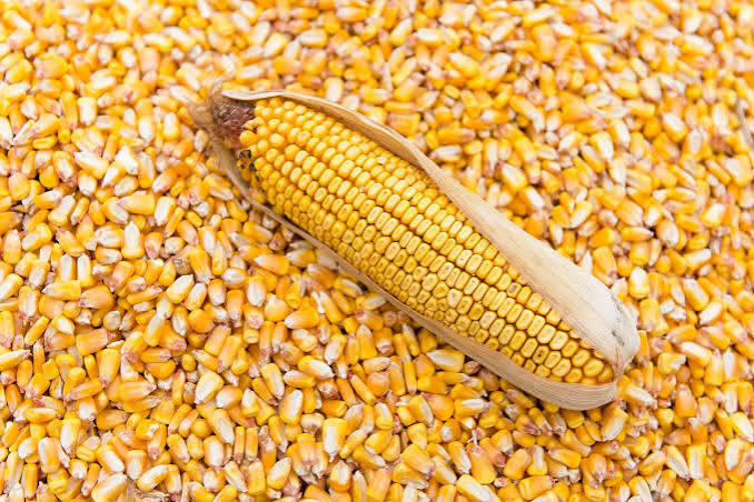 TS Dry Corn (Agbado)