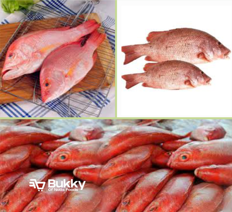 Snapper Red Fish