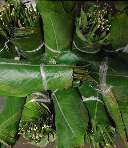 Moi Moi Leaf