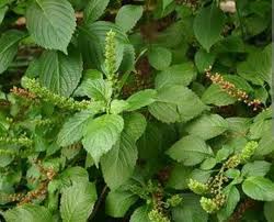 Scent Leaf