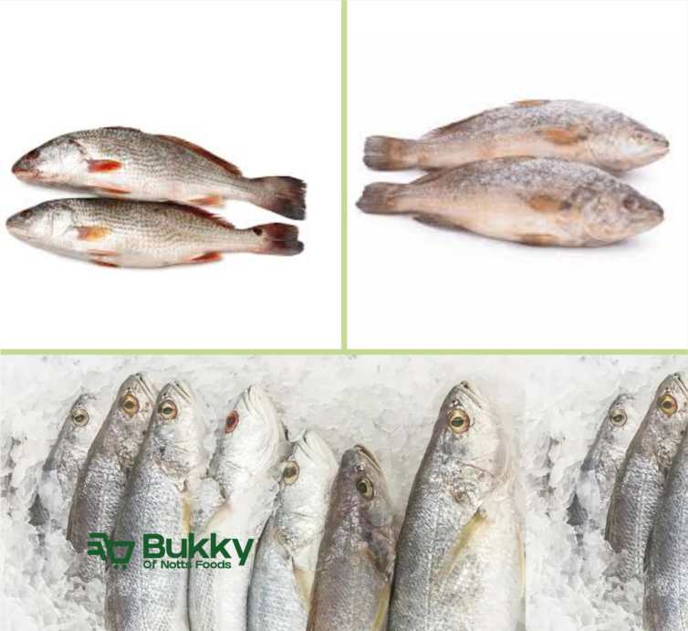 Croaker